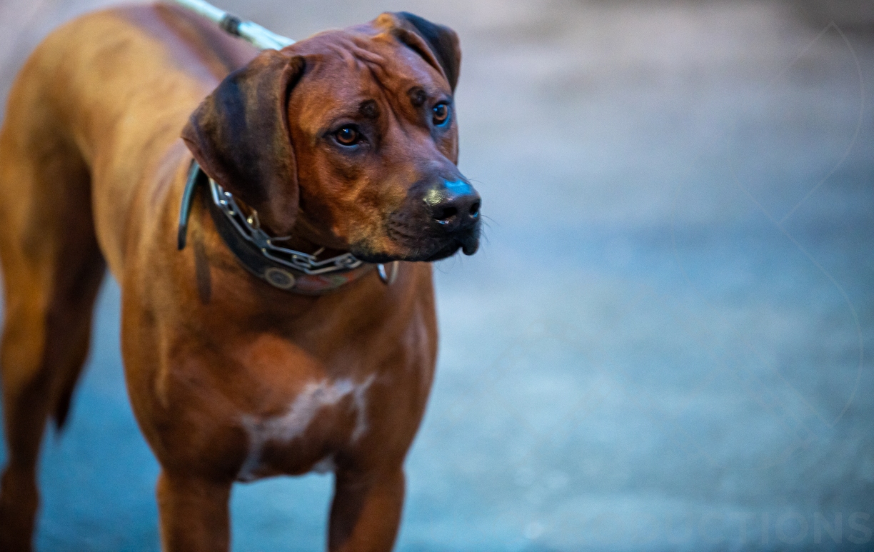 Luso 2024-©Tony da Silva-904